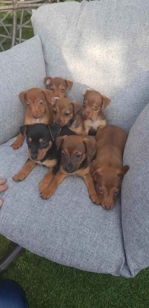 7 Prachtige Jack Russel pups, Dieren en Toebehoren, Honden | Jack Russells en Terriërs, Meerdere dieren, Jack Russell Terriër