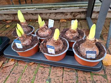 Diverse Amaryllissen te koop beschikbaar voor biedingen