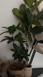 Kunst planten  Moet snel weg, Huis en Inrichting, Kamerplanten, Ophalen of Verzenden, Halfschaduw, 100 tot 150 cm
