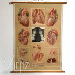 Vintage, retro schoolplaat anatomie hart Dresden, Antiek en Kunst, Antiek | Schoolplaten, Ophalen of Verzenden, Natuur en Biologie