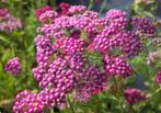 Achillea Cerise Queen, duizendblad, Ophalen of Verzenden, Zomer, Overige soorten, Volle zon