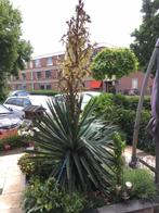 Yucca stekjes, Volle zon, Vaste plant, Zomer, Ophalen
