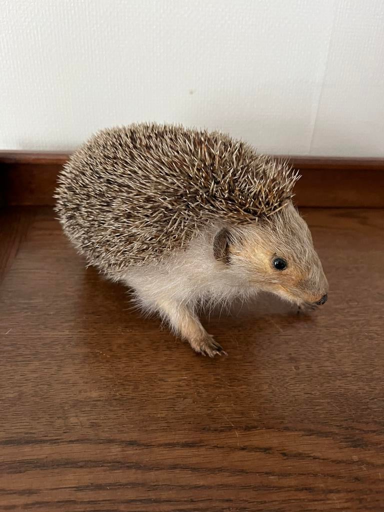 Opgezette Egel, Verzamelen, Dierenverzamelingen, Ophalen of Verzenden, Zo goed als nieuw, Overige soorten, Opgezet dier