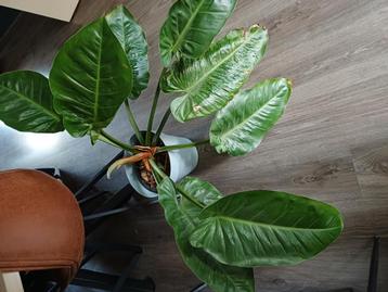Mooie grote philodendron te koop. beschikbaar voor biedingen