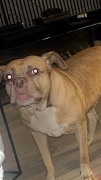Lieve hond (Stafford x Mastino mix, 8 jaar) zoekt nieuw,huis, 6 jaar of ouder, American Staffordshire Terriër, Teef, Eén hond