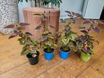 Coleus / Siernetel planten, Huis en Inrichting, Kamerplanten, Ophalen, Overige soorten, Minder dan 100 cm