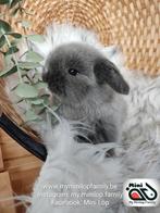 Raszuiver baby minilop konijn ram (transport mogelijk), Dieren en Toebehoren, Konijnen, Mannelijk, Dwerg, Hangoor, 0 tot 2 jaar