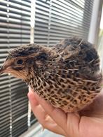 Japanse kwartel hen, Dieren en Toebehoren