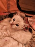 Snow Bengaal Seal lynx & Seal piont, Dieren en Toebehoren, Katten en Kittens | Raskatten | Korthaar, Meerdere dieren, Gechipt