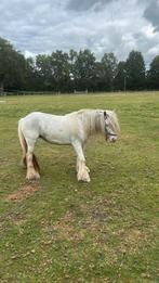 Mini tinker met hengstveulen, Dieren en Toebehoren, Pony's, 0 tot 2 jaar, A pony (tot 1.17m), Meerdere dieren, Recreatiepony