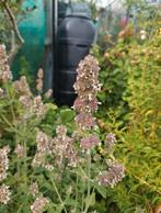 Nepeta cataria 'Citriodora' - Citroen kattenkruid zaden, Tuin en Terras, Ophalen of Verzenden, Voorjaar, Volle zon, Zaad