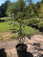 Rhododendron struik , 4 stuks . per stuk prijs 35 euro ., Ophalen, Rhododendron, Struik, 100 tot 250 cm