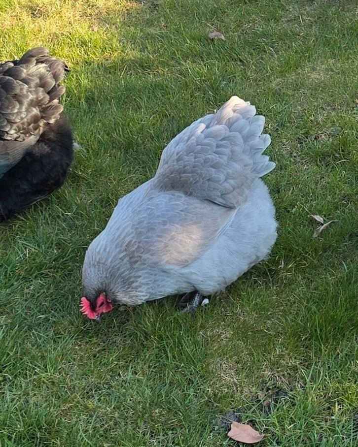 Orpington krielhen, Dieren en Toebehoren, Pluimvee, Kip, Vrouwelijk