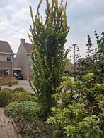 Tuinonderhoud & Snoeien, Ophalen of Verzenden