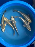 Mukashi ogon, Karper of Koi