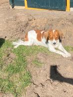 kooiker pups. reutjes. Komen net voor de kerst, Dieren en Toebehoren, Rabiës (hondsdolheid), 8 tot 15 weken, Meerdere, Meerdere dieren