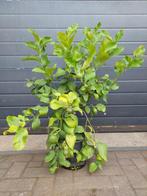 Citrus Lemon / Citrus Limon - Citroenboom H: 95 cm., Tuin en Terras, Ophalen, Minder dan 100 cm, Lente, Volle zon