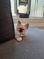 Heilige birmaan kittens met stamboom, Meerdere dieren, Gechipt