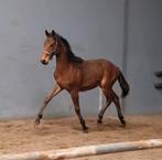 Leuke jaarling, E pony (1.48m - 1.57m), Niet van toepassing, 0 tot 2 jaar, Hengst