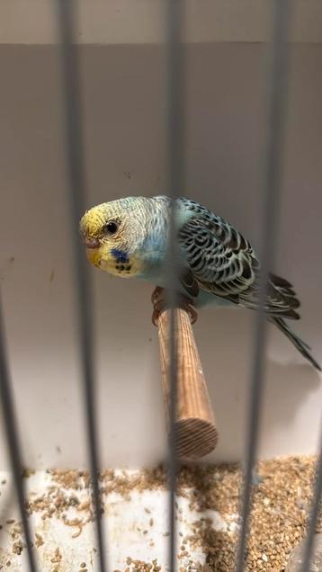 Split dunfallow (denk pop) beschikbaar voor biedingen