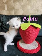 Ragdoll kittens, Dieren en Toebehoren, Katten en Kittens | Raskatten | Langhaar, Meerdere dieren, Gechipt