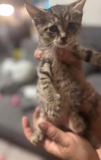 Kittens kruising main cone, Dieren en Toebehoren, Katten en Kittens | Overige Katten, Meerdere dieren, 0 tot 2 jaar