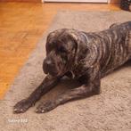 Gratis Dogo Presa, Dieren en Toebehoren, Overige rassen, CDV (hondenziekte), 1 tot 2 jaar, Teef
