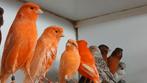 Kanaries, Dieren en Toebehoren, Vogels | Kanaries, Meerdere dieren, Kleurkanarie