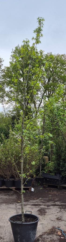Amberboom | Liquidambar worplesdon, Tuin en Terras, Planten | Bomen, Overige soorten, 250 tot 400 cm, Halfschaduw, Bloeit niet