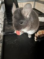 Chincilla broertjes met toebehoren, Dieren en Toebehoren, Knaagdieren, Chinchilla, April, Mannelijk, Tam