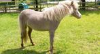 Unieke AMHA/nmprs minipaarden aangeboden, Gechipt, Niet van toepassing, 0 tot 2 jaar, Hengst