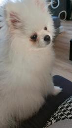 Dek reu  pomeriaan, Dieren en Toebehoren, Honden | Poolhonden, Keeshonden en Oertypen, Keeshond, 15 weken tot 1 jaar, Reu, CDV (hondenziekte)