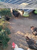 2 Dubbelgezoomde barnevelders te koop, Dieren en Toebehoren, Pluimvee, Vrouwelijk, Kip