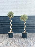 Draai olijf spiraal olijfboom, Tuin en Terras, 100 tot 250 cm, Olijfboom, Zomer, Ophalen