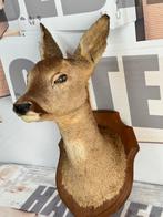 Taxidermie mooie Opgezette Ree kop - Capreolus wandmontage, Ophalen of Verzenden, Zo goed als nieuw, Hert, Gewei of Kop