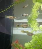 Guppen, guppy, Vis, Zoetwatervis, Schoolvis