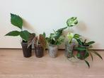 Set populaire kamerplantjes, monstera, begonia, hoya, Overige soorten, Ophalen of Verzenden, In pot, Minder dan 100 cm