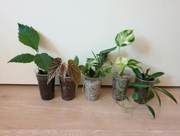 Set populaire kamerplantjes, monstera, begonia, hoya beschikbaar voor biedingen