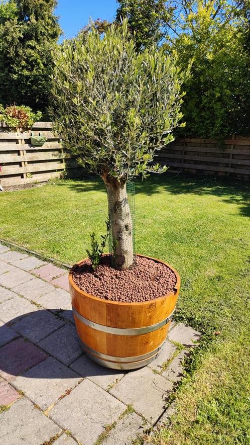 Olijfboom in houten vat, Tuin en Terras, Planten | Bomen, Olijfboom, 100 tot 250 cm, Volle zon, Zomer, In pot, Ophalen
