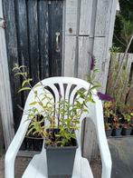 Vlinderstruik, Volle zon, Vaste plant, Zomer, Ophalen