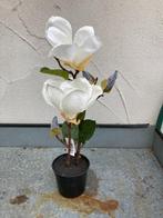 MAGNOLIA PLANT WIT IN POTJE NIEUW, Huis en Inrichting, Binnen, -, -, Nieuw