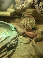 Dwergveranen te koop (vrouwen), Dieren en Toebehoren, Hagedis, 0 tot 2 jaar