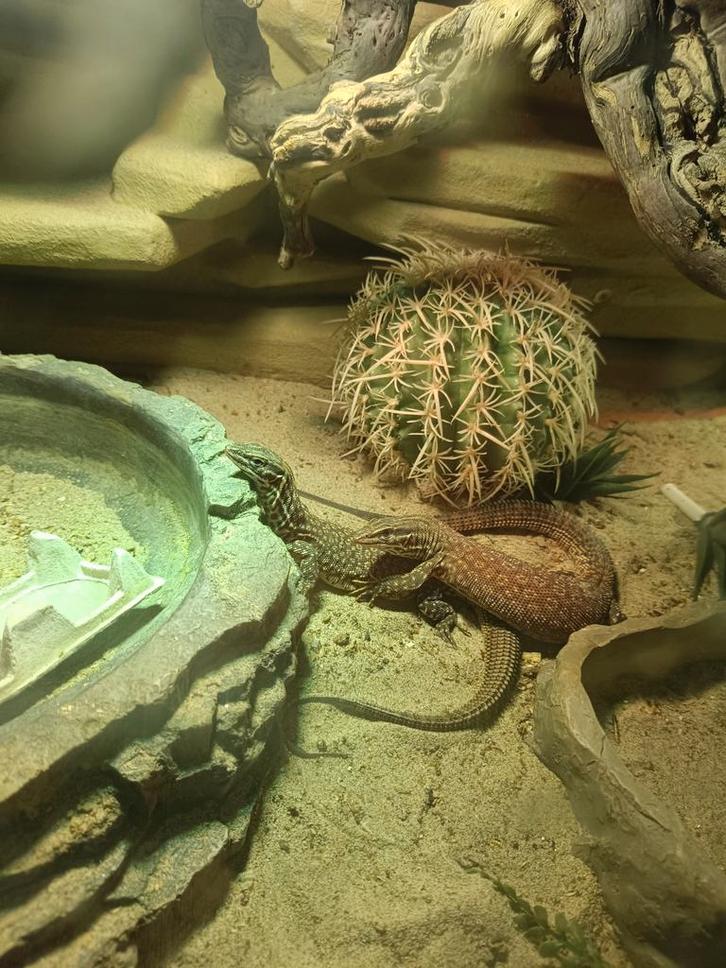 Dwergveranen te koop (vrouwen), Dieren en Toebehoren, Reptielen en Amfibieën, Hagedis, 0 tot 2 jaar