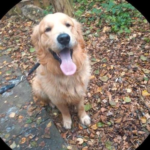 Golden Retriever dekreu   (niet te koop), Dieren en Toebehoren, Honden | Dekreuen, Reu, Particulier, Eén hond, Nederland, 3 tot 5 jaar