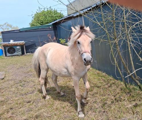 Fjord, Dieren en Toebehoren, Paarden, Merrie, Met stamboom, Gechipt
