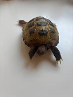 Vierteen landschildpad (Testudo horsfieldi), Dieren en Toebehoren, Reptielen en Amfibieën, Schildpad, Tam, 3 tot 6 jaar