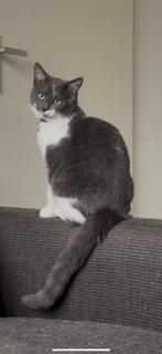 Dekkater mix maine coon, 0 tot 2 jaar