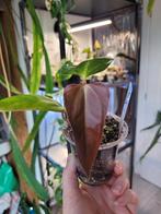 Anthurium black sweet stemcutting, Ophalen of Verzenden, Halfschaduw, Minder dan 100 cm