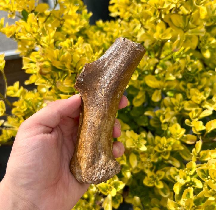 Gewei Hert Fossiel, Verzamelen, Mineralen en Fossielen, Fossiel, Ophalen of Verzenden