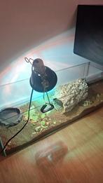Vierteenland schildpad, Dieren en Toebehoren, Ophalen, Zo goed als nieuw, Terrarium of Paludarium
